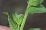 Thymeleaf speedwell